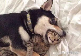 某网红的跟狗爆料事件视频,揭秘娱乐圈惊人内幕